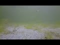 Lough Ennell (Recording Shoals of Fish) 13-08-22 (RAW Vid 01)
