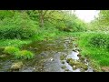 Relax with nature, woodland stream and turtle doves
