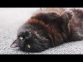 The King of Fun 🤣 Black Norwegian Forest Cat