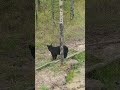 Alberta Canada Black bear