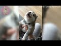 Funny cats and dogs videos 2022 😂 Funniest Animals video  🐱🐶
