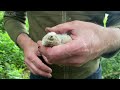 Kestrels Face Tough Decisions To Ensure Chicks Survive | Athena & Apollo | Robert E Fuller