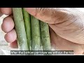 How to grow adenium stem or cuttings (Latest method) Part 1 | English subtitle