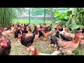 Free Range Chicken Farming | Feeding 1000 Native Chickens