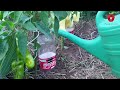 The simplest system for watering plants using plastic bottles