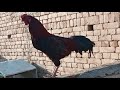 Rooster Crowing voice Sound 2024
