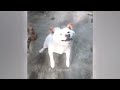 You Laugh You Lose😹Funniest Dogs and Cats 2024😻🐶