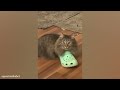 CATS will cheer you up 😂Funny Cats Videos 2023