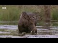 Busy Beavers Build Dam Ahead of Winter | Yellowstone | BBC Earth