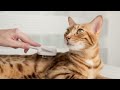 16 Reason Why You Not Adopt A Bengal Cat