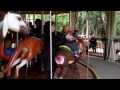 Carousel at the Zoo