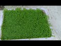 How to grow Monte Carlo Emersed step by step | Micranthemum tweediei farming | Aquatic plant farm |