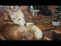 Husky Howls