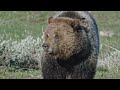 Return of the Predators 🐻🐺 Epic Yellowstone: Full Episode | Smithsonian Channel