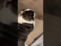 My dog tripping hard