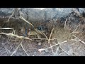 Finding a nest of a momma skink and her baby blue tailed skinks