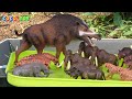 Cenozoic animals live in the front yard of my house!｜Animals name, Cenozoic animals｜CoCosToy