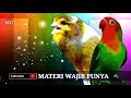 Kenari vs Lovebird Adu Gacor Mantap Buat Masteran dan Pancingan | Bird Singing @burungkicau-channel