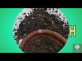 Make kitchen waste compost easily at home (English subtitles )