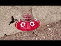 Female Hummingbird, 1/32 Speed