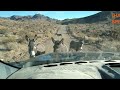 GRAPEVINE CANYON PETROGLYPHS LAUGHLIN NV.