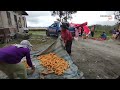 Bantuan logistik Tenda darurat dari kementrian sosial untuk desa Horison Ranggigit  // Gempa taput