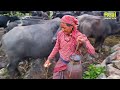Nepali Mountain Village Life | Nepal| Organic Shepherd Food | Very Relaxing Mountain Village Life |