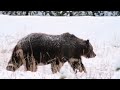 Who's The Boss? Photos showcase one of Banff's toughest grizzlies