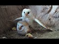 Barn Owl Family Flourishes Thanks to Wise Owl Mum | Gylfie and Dryer | Full Story | Robert E Fuller
