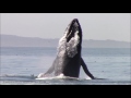 Breaching Humpback Whales #Monterey