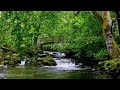 Relaxing Nature Sounds for Sleeping - Natural Calm Forest Waterfall Music Meditation Sound for Study