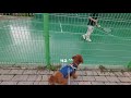 세상에서 공을 젤 좋아하면 생기는일 ㅋㅋㅋ ㅣThis is proof that dogs love balls.