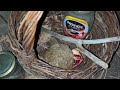 Bigfoot Gifting Experiment - Yes, Sasquatch DOES Like Black Licorice, But Not Pomegranate