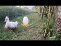 Cute animal videos 😅🤣 Two ducks.