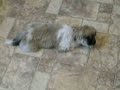 Shih Tzu Puppy Maximus Playing With His Nutro Max Puppy Drumstick