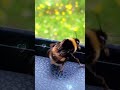 Dancing drunk bee #shorts #funny