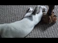 Jack Russell Terrier playing