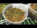 NEPENTHES 101:GROWING NEPENTHES PITCHER PLANTS FROM SEEDS HOW I GERMINATE NEPENTHES SEEDS