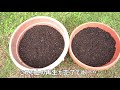 How to revive old potting soil