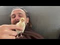 Rescuing a baby quail with my sock