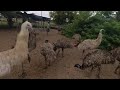 Emus eating grapes.