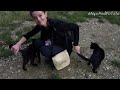 Hungry Stray Cats Brave the Rain to Meet the Food Lady - Feeding Stray Cats