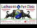 செர்பியன் ராட்வீலர்|A Typical Serbian Rottweiler | Breeding Advice for Rottweiler| My Client Pets#25