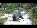 slippery fur seal.avi