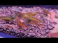Understanding the substantial difference between $1 and $500 for Caridina Shrimp