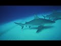 El fascinante mundo de los tiburones - Más allá del Gran Blanco | Episodio Completo