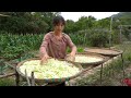 Harvesting kohlrabi. How to preserve kohlrabi for a long time