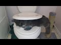 Cat Playing in Toilet