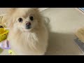 [Birthday Special] Pomeranian Nalu is now 2 years old!