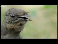 The Lyre bird and its amazing song